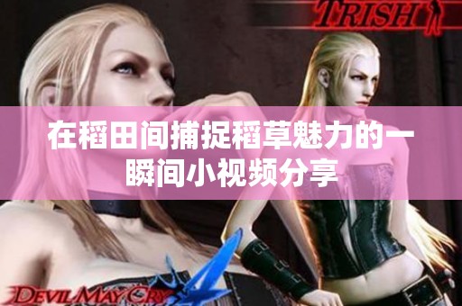 在稻田间捕捉稻草魅力的一瞬间小视频分享
